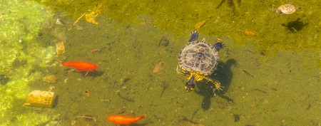 Water turtle in a dirty pond in a city park, wild animal living in an aquatic environment, natureの写真素材