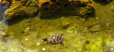 Water turtle in a dirty pond in a city park, wild animal living in an aquatic environment, natureの写真素材