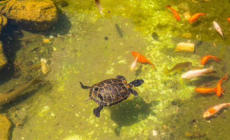 Water turtle in a dirty pond in a city park, wild animal living in an aquatic environment, natureの写真素材