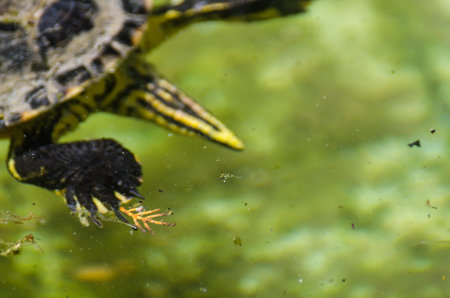 Water turtle in a dirty pond in a city park, wild animal living in an aquatic environment, natureの写真素材