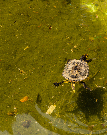 Water turtle in a dirty pond in a city park, wild animal living in an aquatic environment, natureの写真素材