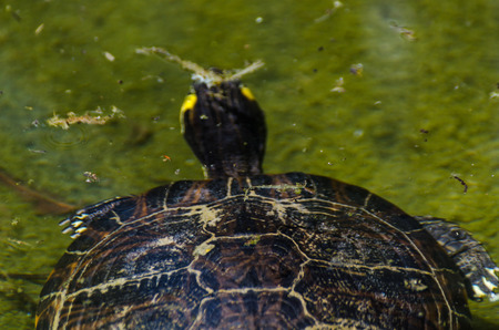 Water turtle in a dirty pond in a city park, wild animal living in an aquatic environment, natureの写真素材