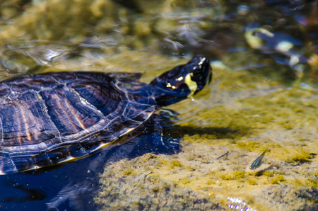 Water turtle in a dirty pond in a city park, wild animal living in an aquatic environment, natureの写真素材