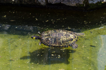 Water turtle in a dirty pond in a city park, wild animal living in an aquatic environment, nature