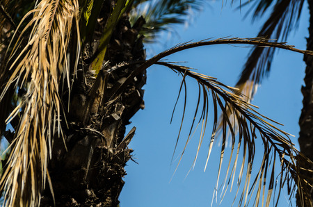 Beautiful spreading palm tree, exotic plants symbol of holidays, hot day, big leaves, exotic treeの写真素材