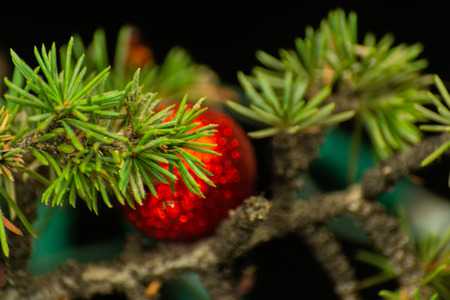 Christmas tree branch and balls, closeup for xmas decorations, holiday backgroundの写真素材