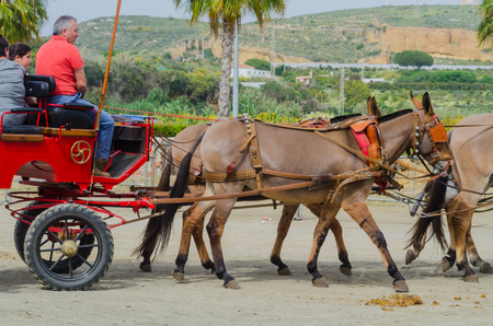 ALMAYATE, SPAIN - APRIL 22, 2018 Traditional Andalusian contest based on the presentation of the ability to drive horse with a cart, professional work of carters with horsesのeditorial素材