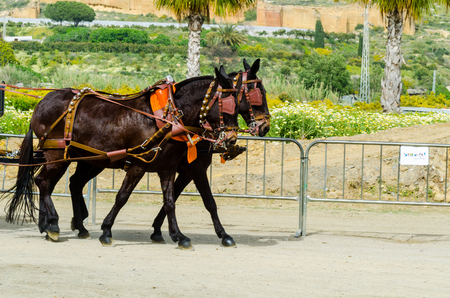 ALMAYATE, SPAIN - APRIL 22, 2018 Man driving horse with a wagon in a traditional Andalusian competition, traditional Spain contest based on the presentation of the ability to drive horse with a cart, professional work of carters with horsesのeditorial素材