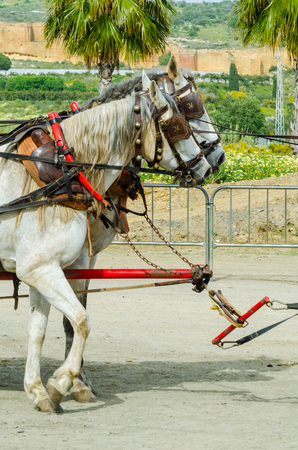 ALMAYATE, SPAIN - APRIL 22, 2018 Man driving horse with a wagon in a traditional Andalusian competition, traditional Spain contest based on the presentation of the ability to drive horse with a cart, professional work of carters with horsesのeditorial素材