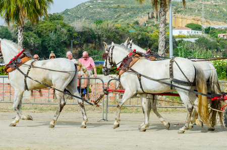 ALMAYATE, SPAIN - APRIL 22, 2018 Man driving horse with a wagon in a traditional Andalusian competition, traditional Spain contest based on the presentation of the ability to drive horse with a cart, professional work of carters with horsesのeditorial素材