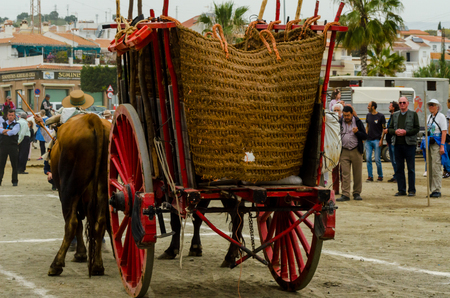 ALMAYATE, SPAIN - APRIL 21, 2018 Traditional Andalusian contest based on the presentation of the ability to drive oxen with a cart, professional work of carters with oxen, eventのeditorial素材