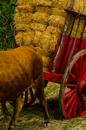 ALMAYATE, SPAIN - APRIL 21, 2018 Traditional Andalusian contest based on the presentation of the ability to drive oxen with a cart, professional work of carters with oxen, eventのeditorial素材