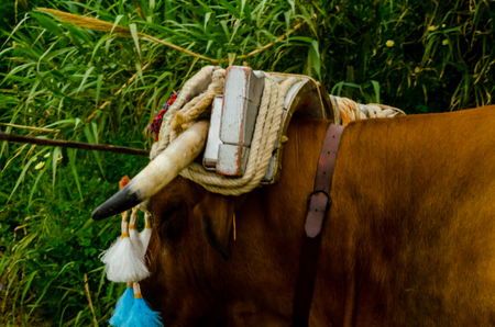 ALMAYATE, SPAIN - APRIL 21, 2018 Traditional Andalusian contest based on the presentation of the ability to drive oxen with a cart, professional work of carters with oxen, eventのeditorial素材