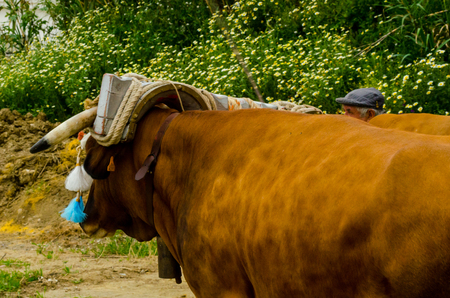 ALMAYATE, SPAIN - APRIL 21, 2018 Traditional Andalusian contest based on the presentation of the ability to drive oxen with a cart, professional work of carters with oxen, eventのeditorial素材
