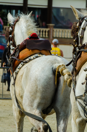 ALMAYATE, SPAIN - APRIL 22, 2018 Man driving horse with a wagon in a traditional Andalusian competition, traditional Spain contest based on the presentation of the ability to drive horse with a cart, professional work of carters with horsesのeditorial素材