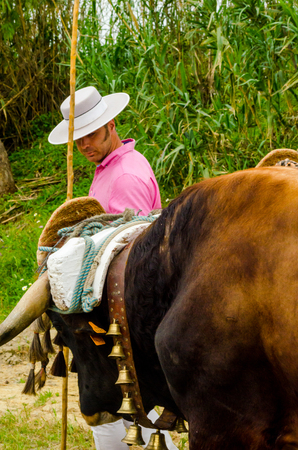 ALMAYATE, SPAIN - APRIL 21, 2018 Contest in the Andalusian town of Almayate based on showing the skills of driving oxen with a cart by coachmenのeditorial素材