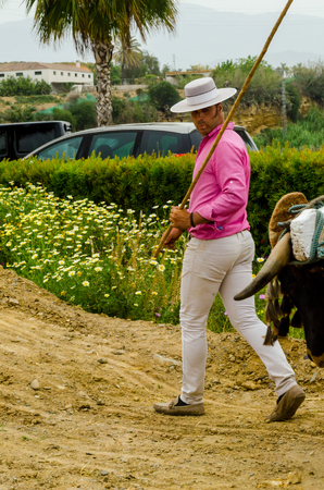 ALMAYATE, SPAIN - APRIL 21, 2018 Contest in the Andalusian town of Almayate based on showing the skills of driving oxen with a cart by coachmenのeditorial素材