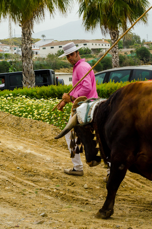 ALMAYATE, SPAIN - APRIL 21, 2018 Contest in the Andalusian town of Almayate based on showing the skills of driving oxen with a cart by coachmenのeditorial素材
