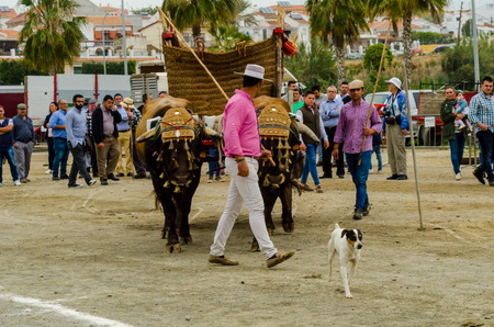 ALMAYATE, SPAIN - APRIL 21, 2018 Contest in the Andalusian town of Almayate based on showing the skills of driving oxen with a cart by coachmenのeditorial素材