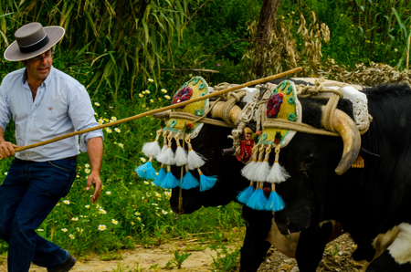 ALMAYATE, SPAIN - APRIL 21, 2018 Traditional Andalusian contest based on the presentation of the ability to drive oxen with a cart, professional work of carters with oxen, eventのeditorial素材