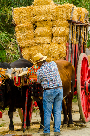 ALMAYATE, SPAIN - APRIL 21, 2018 Traditional Andalusian contest based on the presentation of the ability to drive oxen with a cart, professional work of carters with oxen, eventのeditorial素材