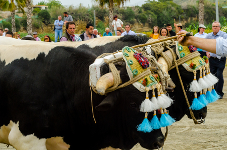 ALMAYATE, SPAIN - APRIL 21, 2018 Traditional Andalusian contest based on the presentation of the ability to drive oxen with a cart, professional work of carters with oxen, eventのeditorial素材