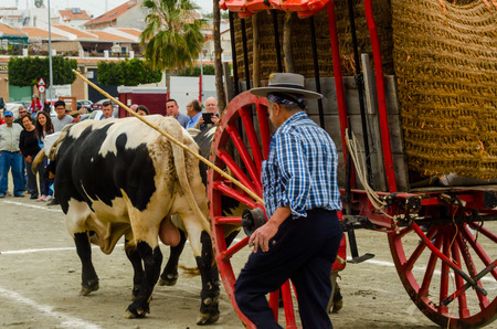 ALMAYATE, SPAIN - APRIL 21, 2018 Traditional Andalusian contest based on the presentation of the ability to drive oxen with a cart, professional work of carters with oxen, eventのeditorial素材