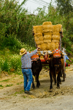 ALMAYATE, SPAIN - APRIL 21, 2018 Traditional Andalusian contest based on the presentation of the ability to drive oxen with a cart, professional work of carters with oxen, eventのeditorial素材