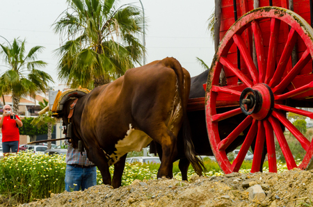 ALMAYATE, SPAIN - APRIL 21, 2018 Traditional Andalusian contest based on the presentation of the ability to drive oxen with a cart, professional work of carters with oxen, eventのeditorial素材