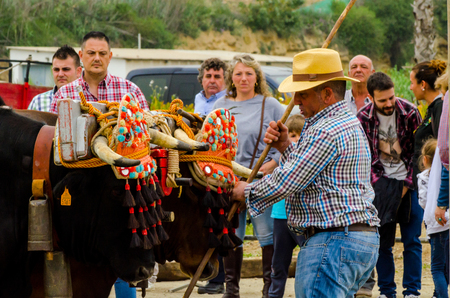 ALMAYATE, SPAIN - APRIL 21, 2018 Traditional Andalusian contest based on the presentation of the ability to drive oxen with a cart, professional work of carters with oxen, eventのeditorial素材