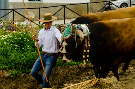 ALMAYATE, SPAIN - APRIL 21, 2018 Traditional Andalusian contest based on the presentation of the ability to drive oxen with a cart, professional work of carters with oxen, eventのeditorial素材