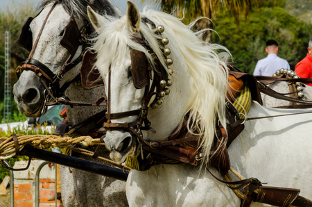 ALMAYATE, SPAIN - APRIL 22, 2018 Traditional Andalusian contest based on the presentation of the ability to drive horse with a cart, professional work of carters with horsesのeditorial素材