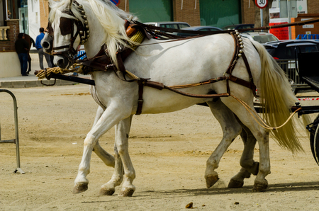 ALMAYATE, SPAIN - APRIL 22, 2018 Traditional Andalusian contest based on the presentation of the ability to drive horse with a cart, professional work of carters with horsesのeditorial素材