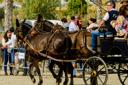 ALMAYATE, SPAIN - APRIL 22, 2018 Traditional Andalusian contest based on the presentation of the ability to drive horse with a cart, professional work of carters with horsesのeditorial素材