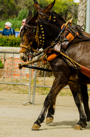 ALMAYATE, SPAIN - APRIL 22, 2018 Traditional Andalusian contest based on the presentation of the ability to drive horse with a cart, professional work of carters with horsesのeditorial素材