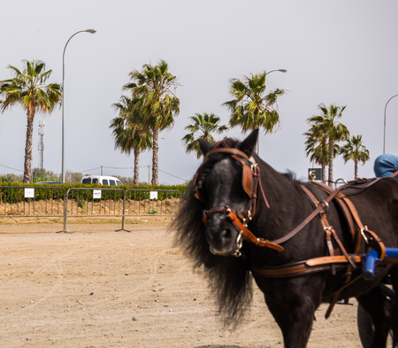 ALMAYATE, SPAIN - APRIL 22, 2018 Traditional Andalusian contest based on the presentation of the ability to drive horse with a cart, professional work of carters with horsesのeditorial素材