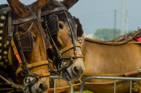 ALMAYATE, SPAIN - APRIL 22, 2018 Traditional Andalusian contest based on the presentation of the ability to drive horse with a cart, professional work of carters with horsesのeditorial素材