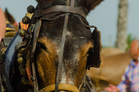 ALMAYATE, SPAIN - APRIL 22, 2018 Traditional Andalusian contest based on the presentation of the ability to drive horse with a cart, professional work of carters with horsesのeditorial素材