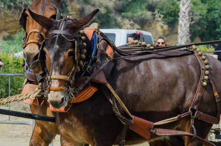 ALMAYATE, SPAIN - APRIL 22, 2018 Traditional Andalusian contest based on the presentation of the ability to drive horse with a cart, professional work of carters with horsesのeditorial素材