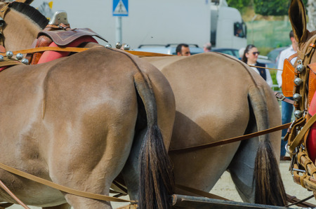 ALMAYATE, SPAIN - APRIL 22, 2018 Traditional Andalusian contest based on the presentation of the ability to drive horse with a cart, professional work of carters with horsesのeditorial素材