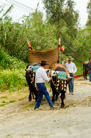 ALMAYATE, SPAIN - APRIL 21, 2018 Contest in the Andalusian town of Almayate based on showing the skills of driving oxen with a cart by coachmenのeditorial素材