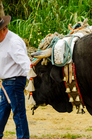 ALMAYATE, SPAIN - APRIL 21, 2018 Contest in the Andalusian town of Almayate based on showing the skills of driving oxen with a cart by coachmenのeditorial素材