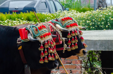 ALMAYATE, SPAIN - APRIL 21, 2018 Contest in the Andalusian town of Almayate based on showing the skills of driving oxen with a cart by coachmenのeditorial素材