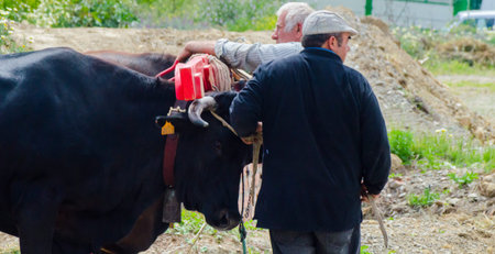 ALMAYATE, SPAIN - APRIL 21, 2018 Contest in the Andalusian town of Almayate based on showing the skills of driving oxen with a cart by coachmenのeditorial素材