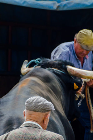 ALMAYATE, SPAIN - APRIL 21, 2018 Contest in the Andalusian town of Almayate based on showing the skills of driving oxen with a cart by coachmenのeditorial素材