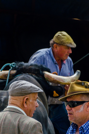 ALMAYATE, SPAIN - APRIL 21, 2018 Contest in the Andalusian town of Almayate based on showing the skills of driving oxen with a cart by coachmenのeditorial素材