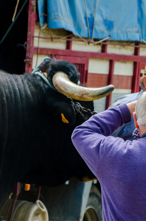 ALMAYATE, SPAIN - APRIL 21, 2018 Contest in the Andalusian town of Almayate based on showing the skills of driving oxen with a cart by coachmenのeditorial素材