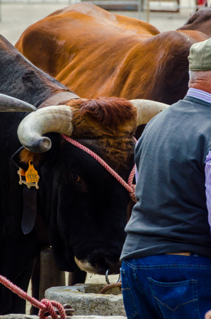 ALMAYATE, SPAIN - APRIL 21, 2018 Contest in the Andalusian town of Almayate based on showing the skills of driving oxen with a cart by coachmenのeditorial素材