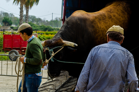 ALMAYATE, SPAIN - APRIL 21, 2018 Contest in the Andalusian town of Almayate based on showing the skills of driving oxen with a cart by coachmenのeditorial素材