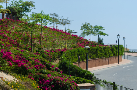 VELEZ-MALAGA, SPAIN - AUGUST 24, 2018 Plants and  trees in the park in a Spanish city, characteristic architecture in the south of Spainのeditorial素材